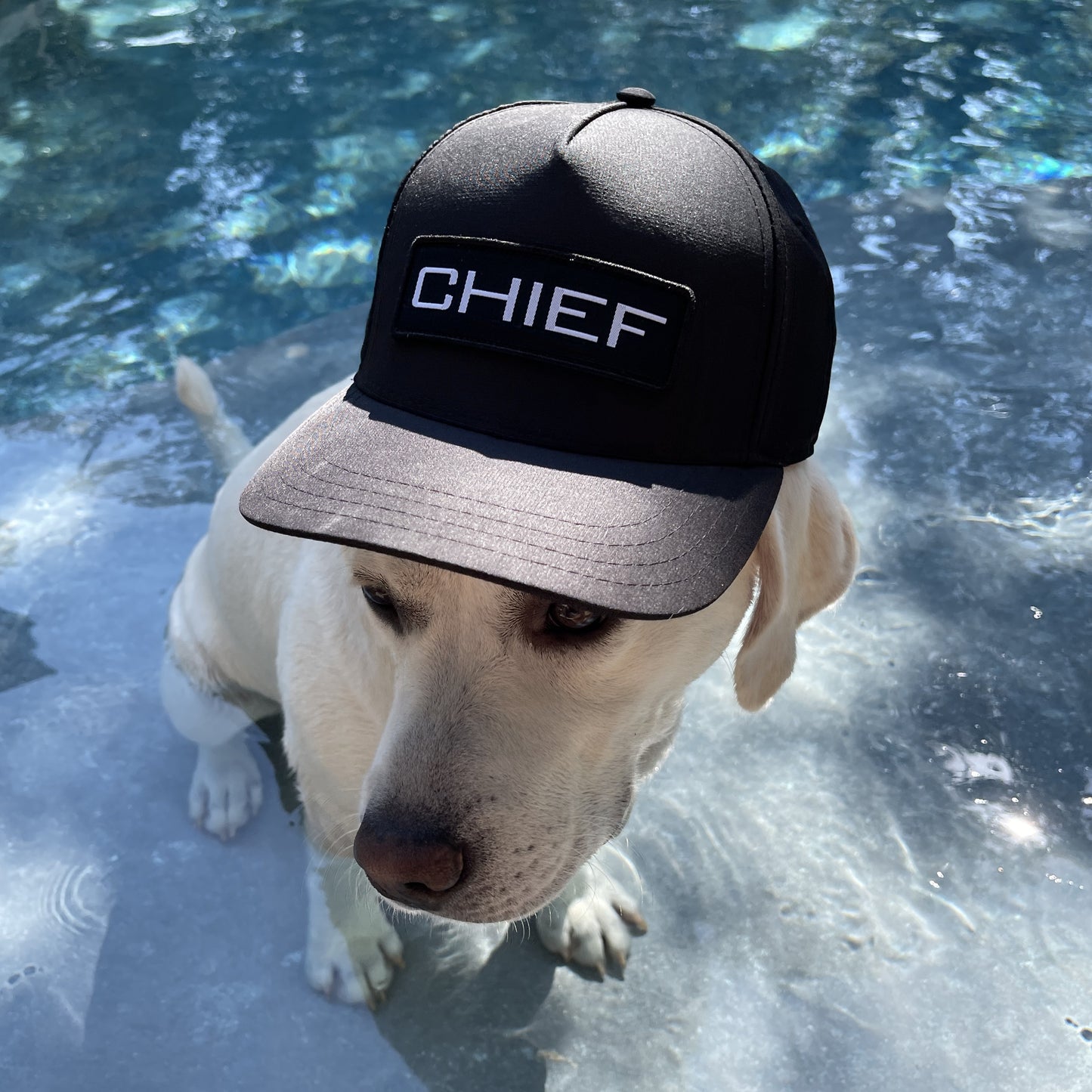 Dog w CHIEF Logo Hat Char